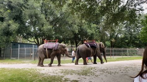 Elephants in williston fl. Things To Know About Elephants in williston fl. 
